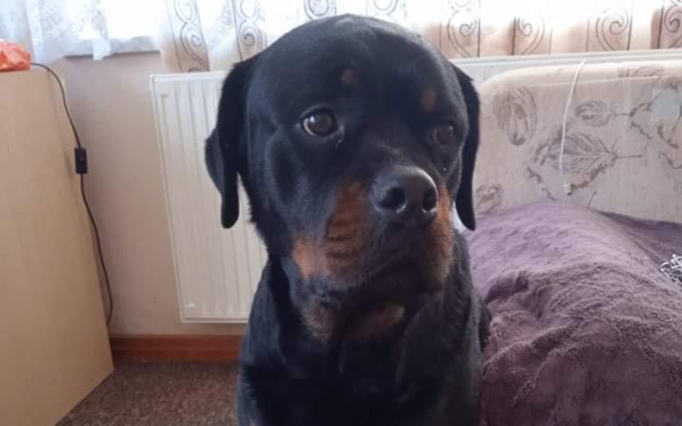 
        Rottweiler siedzący na kanapie, wygląda na zamyślonego.
    