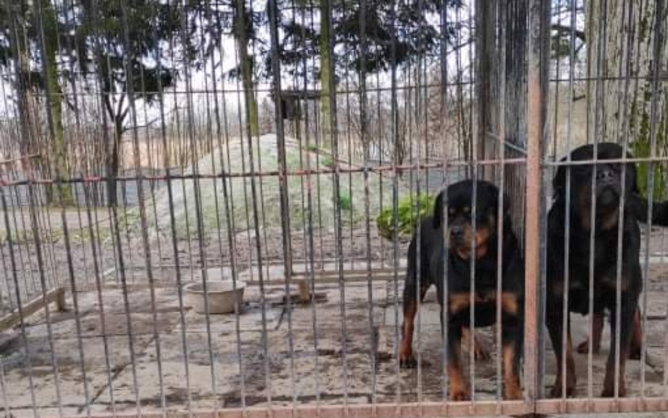 
        Dwa rottweilery w klatce, wyglądają na smutne.
    