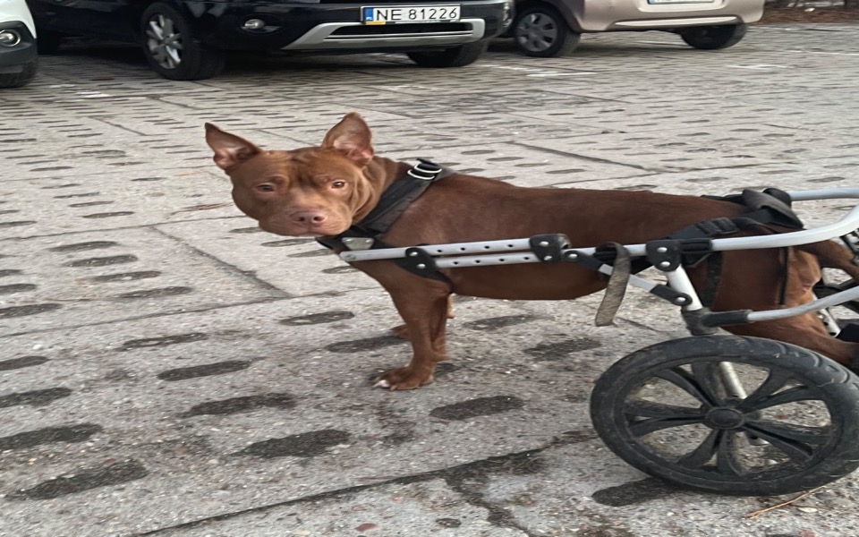 
        Zbiórka Ruda chce chodzić - zdjęcie główne
    