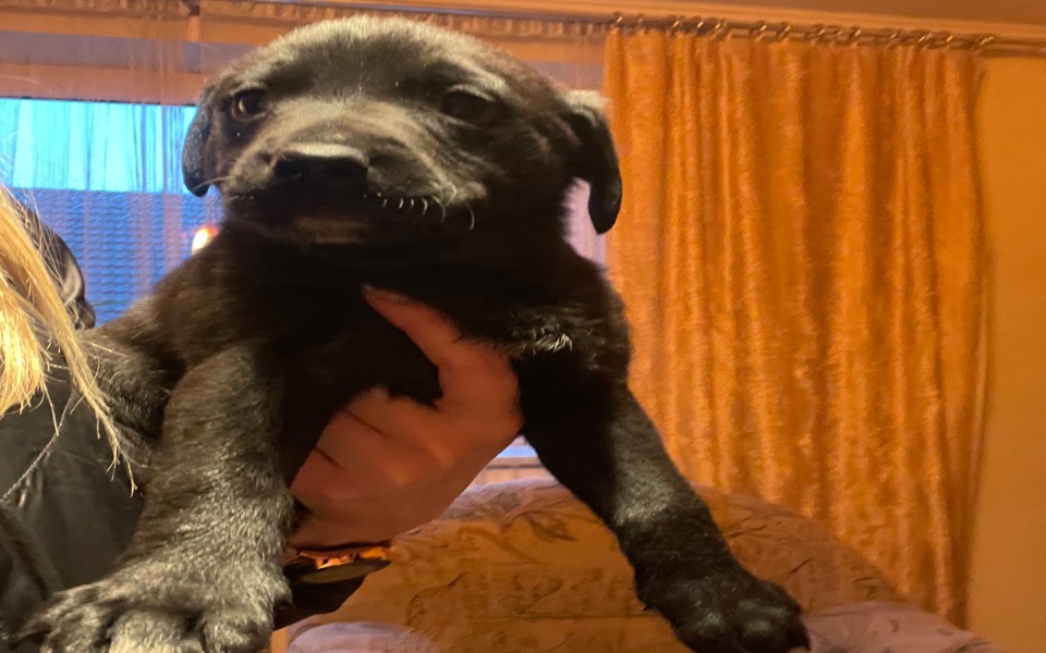 
        Zbiórka Mama piesek 8 szczeniaków - zdjęcie główne
    