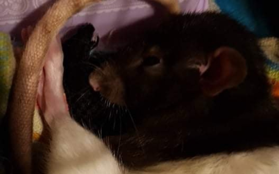 
        Zbiórka Czerwiec w Szczurowe - zdjęcie główne
    