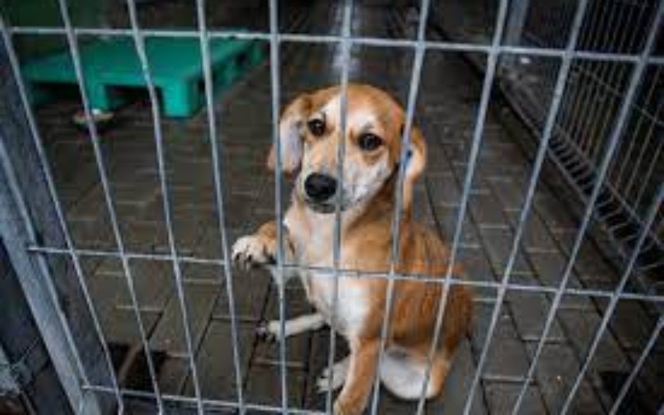 
        Zbiórka pomoc schroniska - zdjęcie główne
    