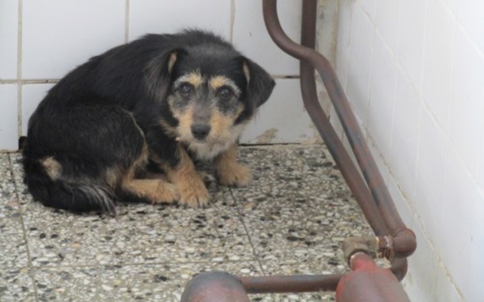 
        Zbiórka Karma dla psów schronisko. - zdjęcie główne
    