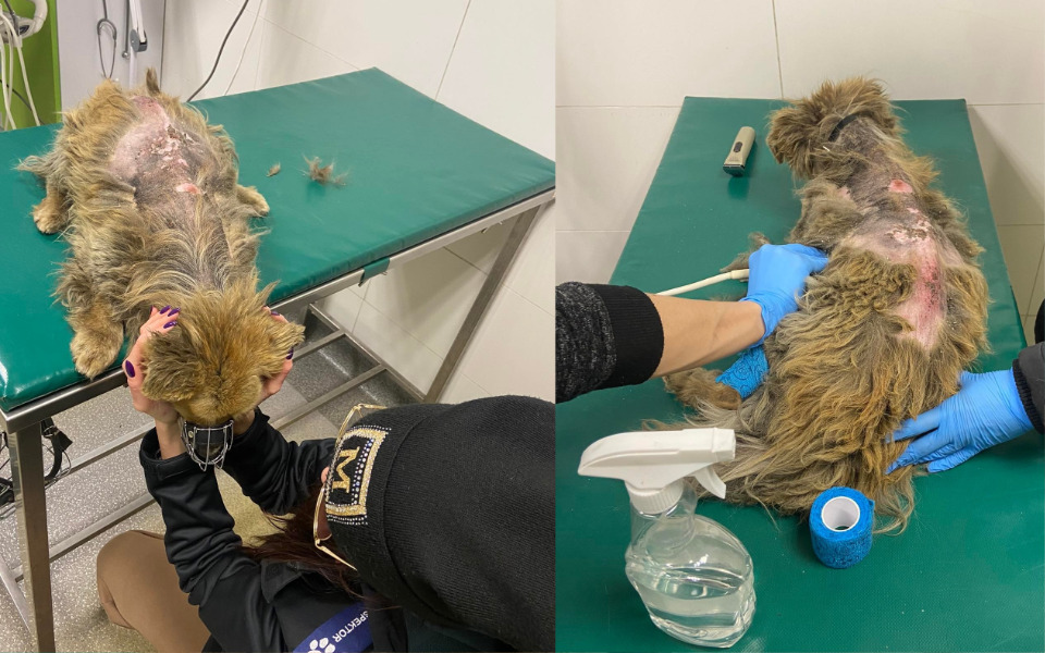 Zbiórka Ledwo chodzący pies bez sierści - zdjęcie główne