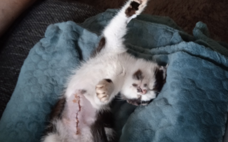 
        Zbiórka Pomóżmy kotki nakarmic - zdjęcie główne
    