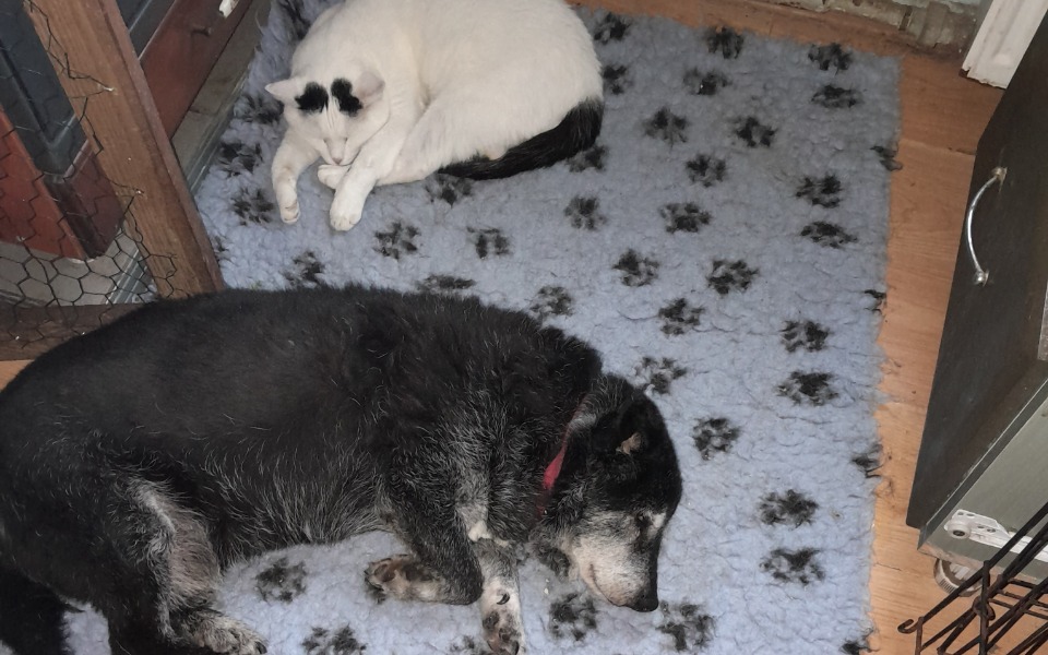 
        Pies i kot odpoczywają na dywaniku w przytulnym wnętrzu.
    