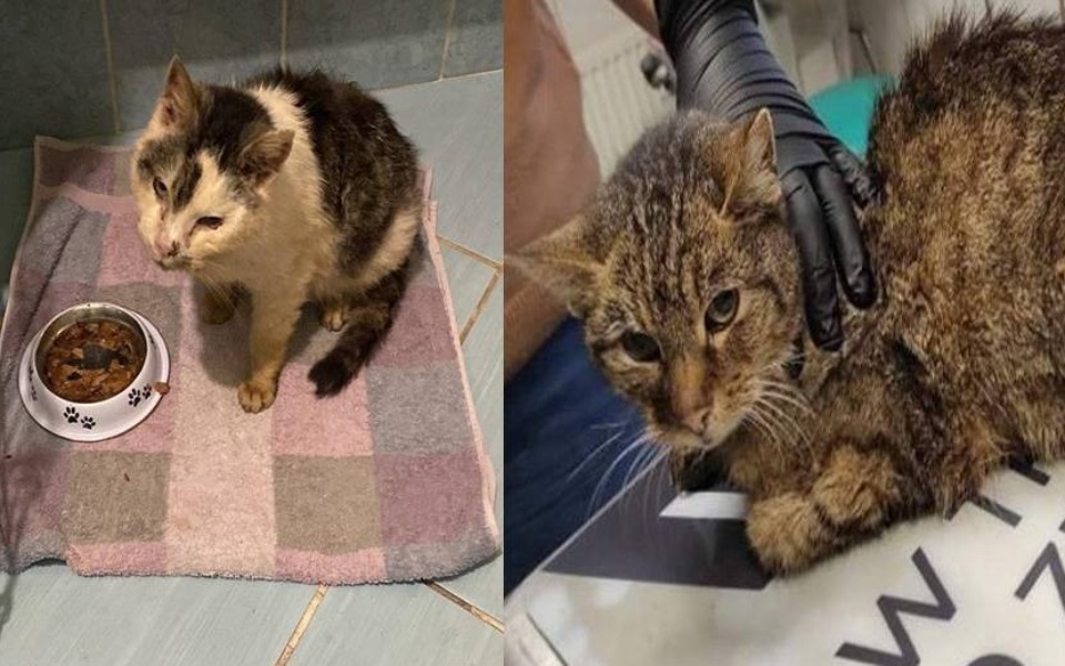 Zbiórka Koci dramat Babci i Dziadziu - zdjęcie główne