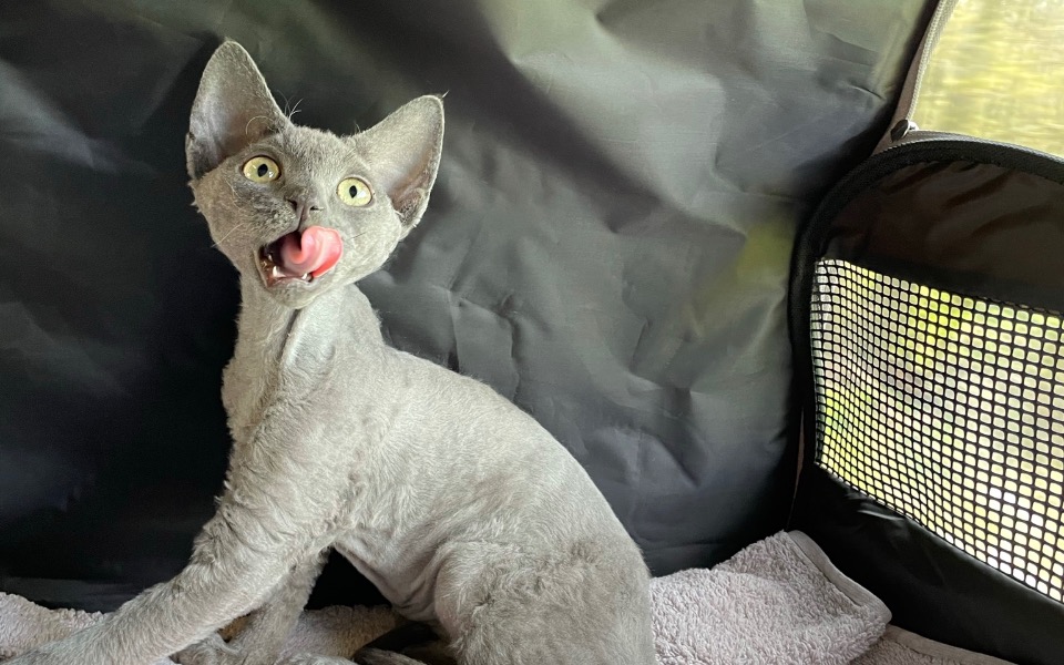 
        Zbiórka Zbiórka na lek dla rocznego kota - zdjęcie główne
    