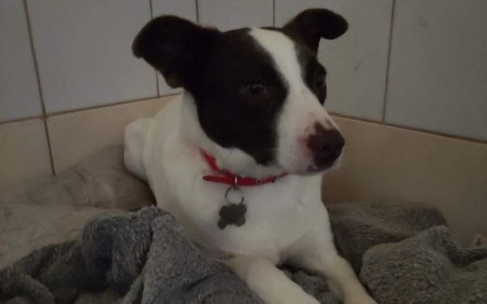 Zbiórka hotelikHabali - zdjęcie główne