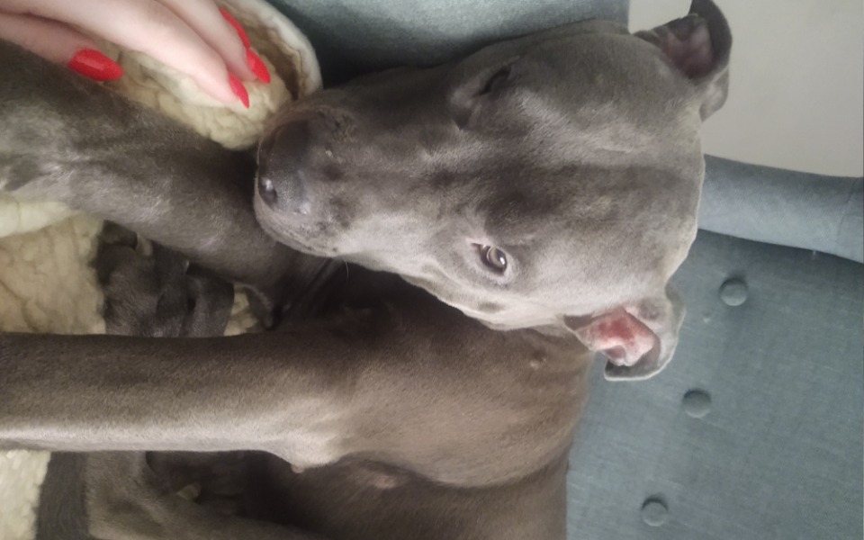 
        Zbiórka Leczenie Luny. - zdjęcie główne
    