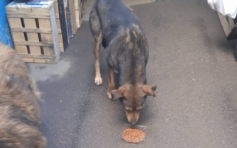 
        Zbiórka Rtujemy psy z Ukraińskich ulic - zdjęcie główne
    