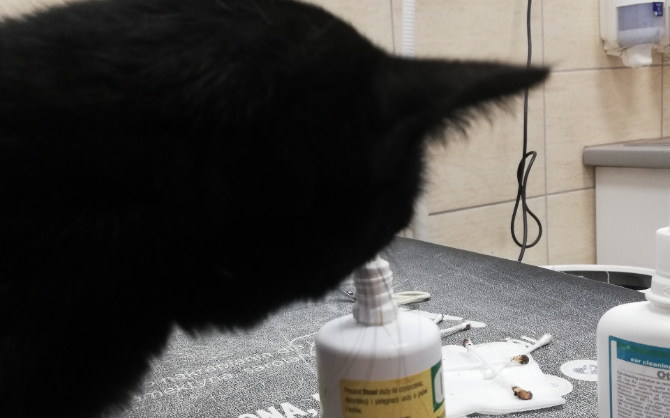 
        Zbiórka Kontynuacja leczenia Fiolki - zdjęcie główne
    