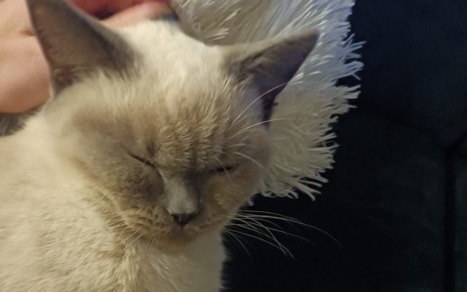 
        Zbiórka Morisek pragnie żyć - zdjęcie główne
    