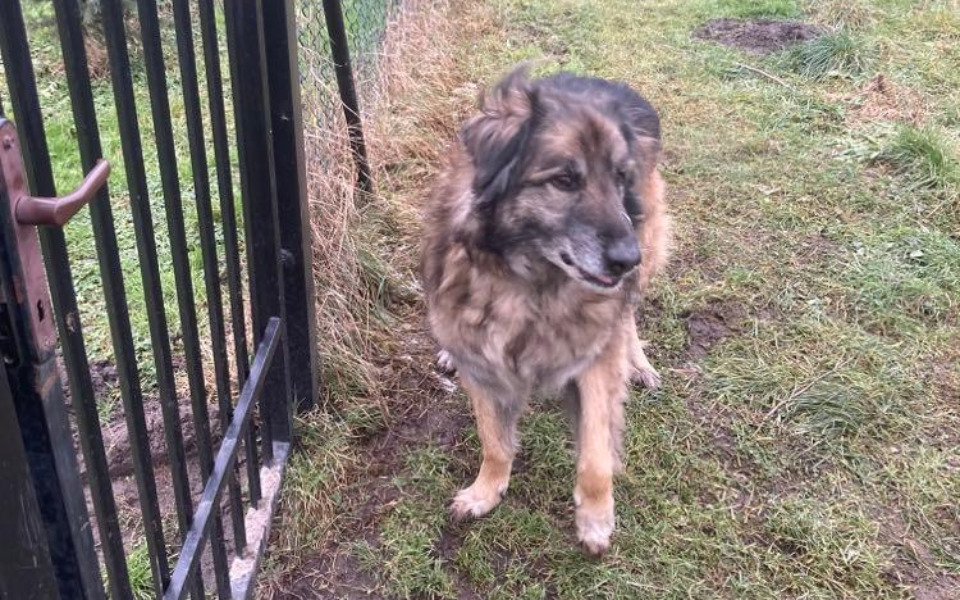 
        Zbiórka Stary, nadal dostojny Leon - zdjęcie główne
    