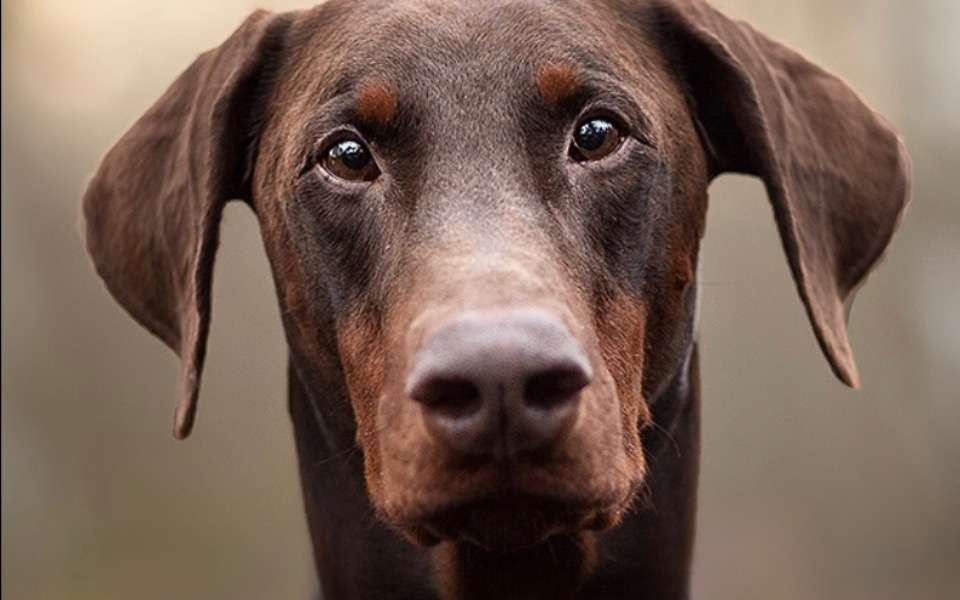 
        Zbiórka piesek moje marzenie - zdjęcie główne
    