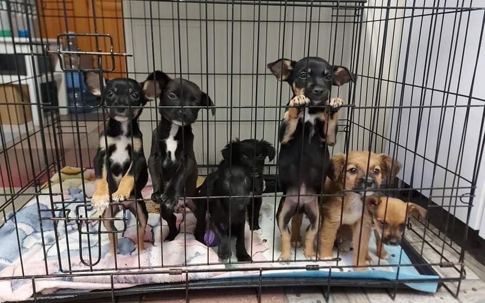 
        Zbiórka Pomoc schronisku z Żyrardowa - zdjęcie główne
    