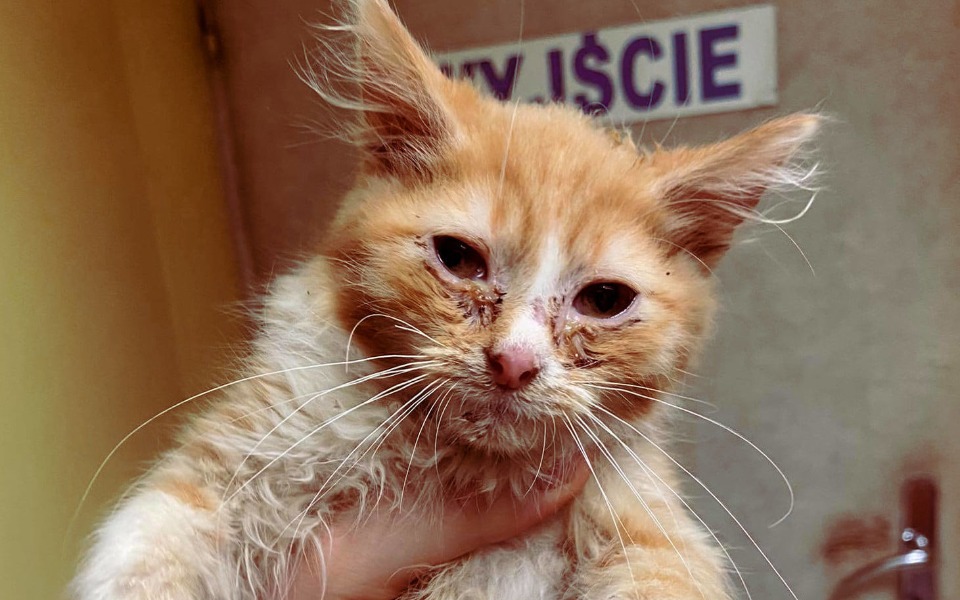 Zbiórka Kiedy tak bardzo chcesz żyć... - zdjęcie główne