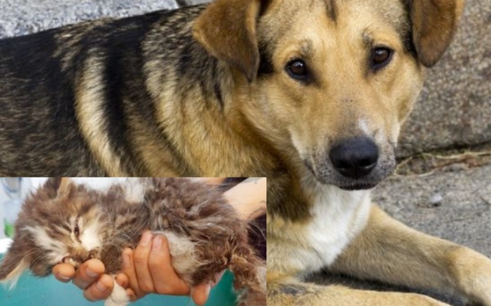 
        Zbiórka Zbieram na karmę dla zwierząt2 - zdjęcie główne
    