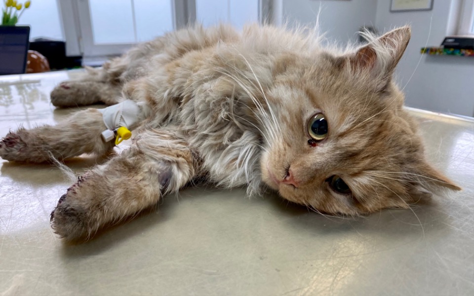 
        Zbiórka Princ prosi o wsparcie - zdjęcie główne
    