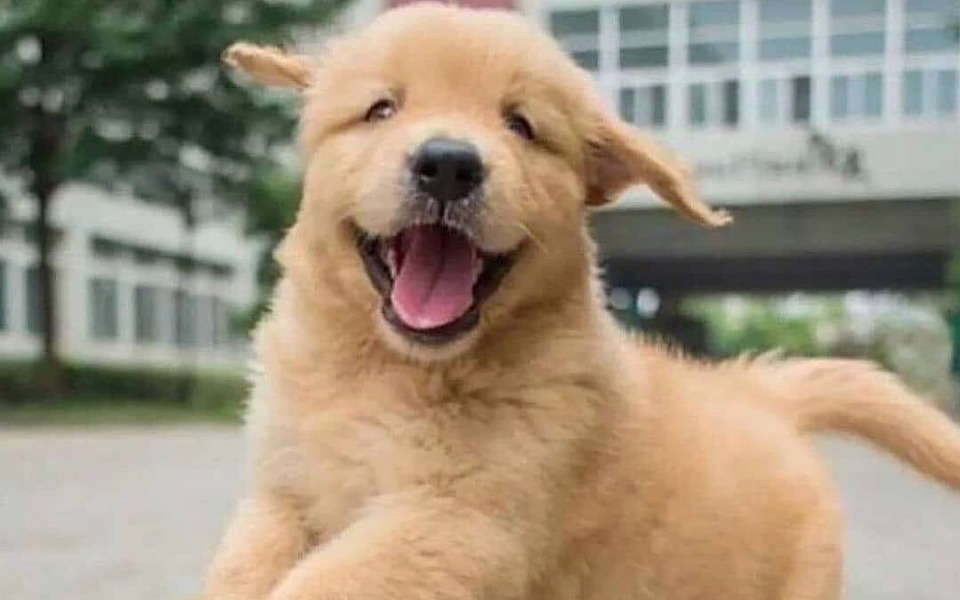 
        Zbiórka Zbiórka na koce karmę - zdjęcie główne
    