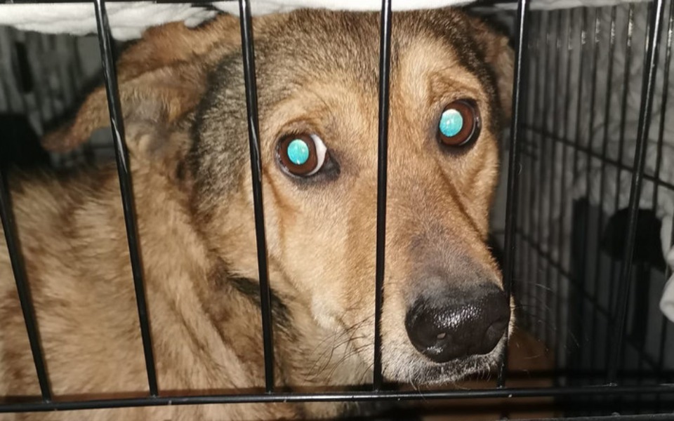 
        Zbiórka Na schronisko pomagam - zdjęcie główne
    