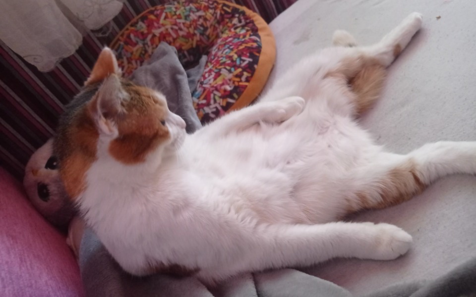 
        Zbiórka Uratuj kota przed przepuchlizną - zdjęcie główne
    