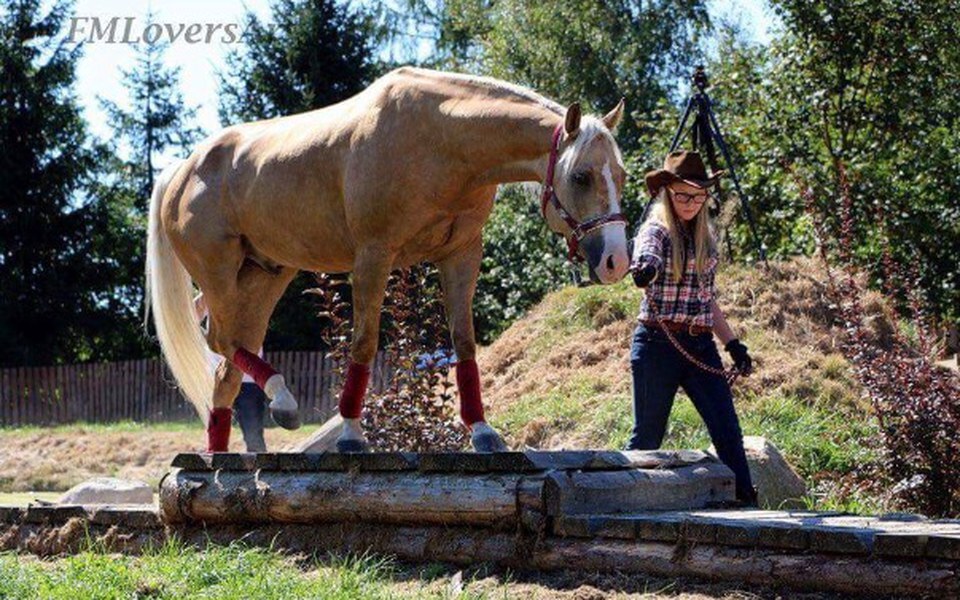 
        Zbiórka Treningi i starty w zawodach - zdjęcie główne
    
