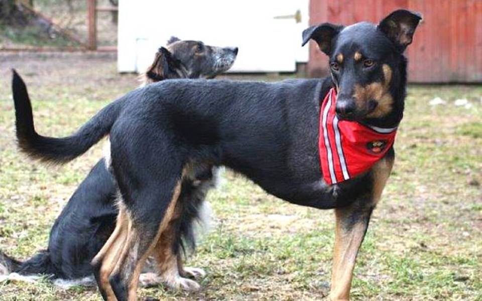 
        Zbiórka brak łapy, brak perspektyw... - zdjęcie główne
    