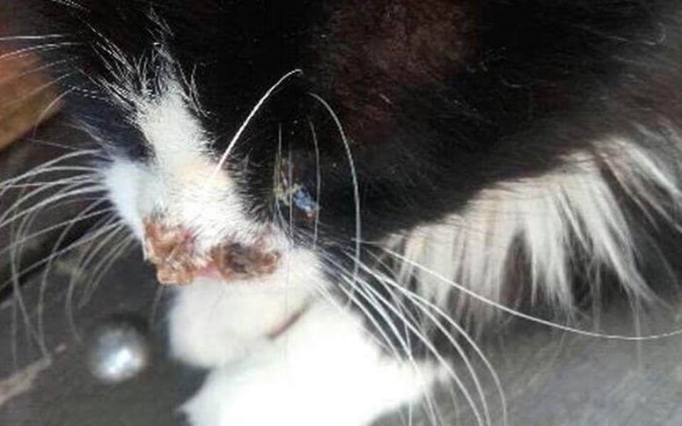 
        Zbiórka Walka z rakiem płaskonabłonkowym - zdjęcie główne
    