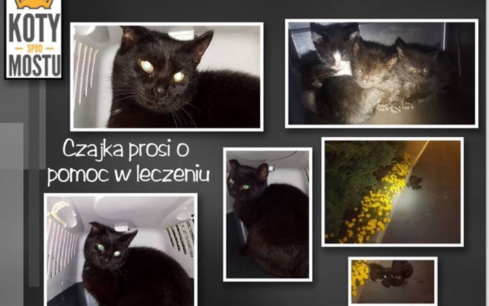 Zbiórka Taka zwyczajna i nijaka... - zdjęcie główne