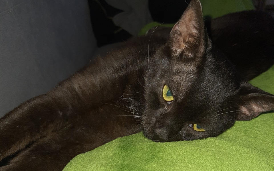 
        Zbiórka Dla Diesla - zdjęcie główne
    