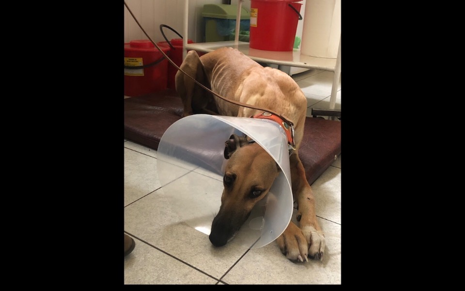 
        Zbiórka Leczenie zatrutej Tanzani - zdjęcie główne
    