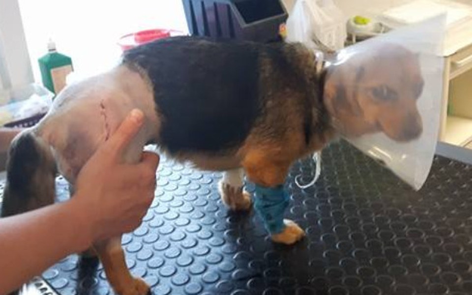 Zbiórka Walczymy o sprawność małej Sisi - zdjęcie główne