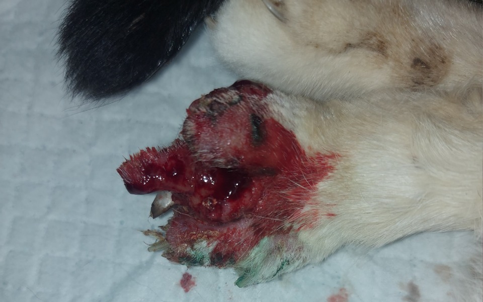 
        Zbiórka Uratujmy łapkę Pełzaczka - zdjęcie główne
    