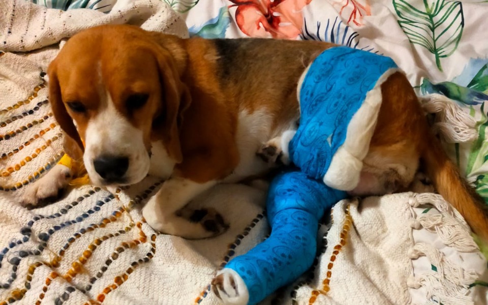 
        Zbiórka Operacja łapy Heparyny - zdjęcie główne
    