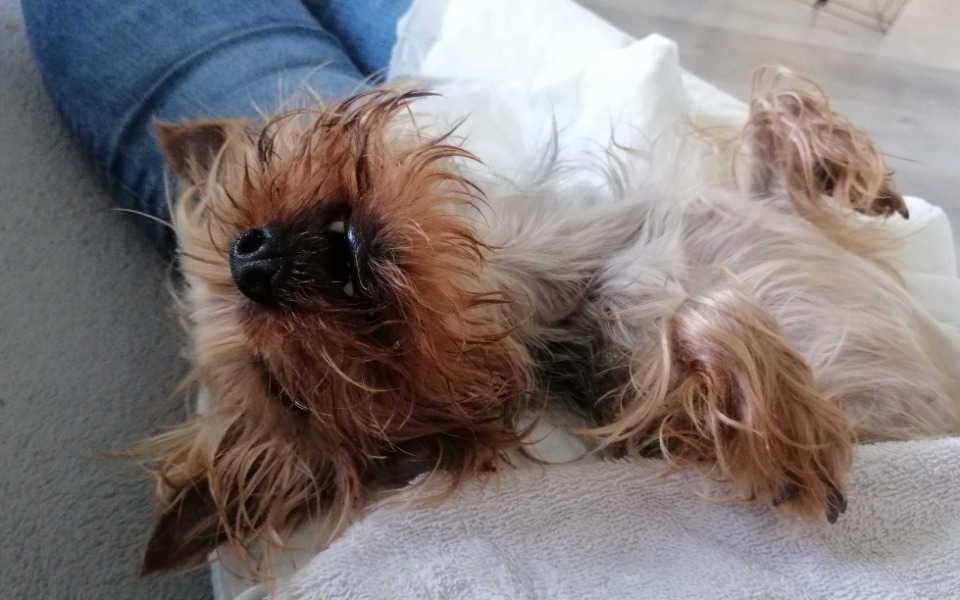 
        Zbiórka Operacja dla malutkiej suni Sisi - zdjęcie główne
    