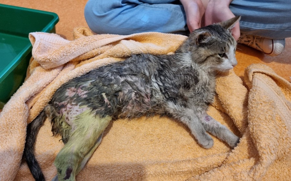 
        Chory kot leżący na ręczniku, potrzebujący pomocy.
    