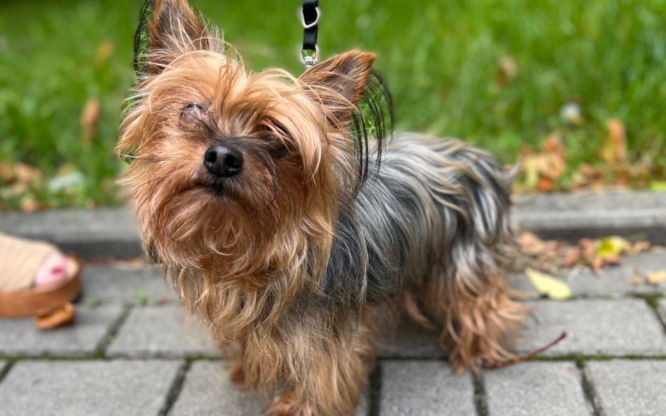 
        Mały pies rasy yorkshire terrier, stojący na chodniku.
    