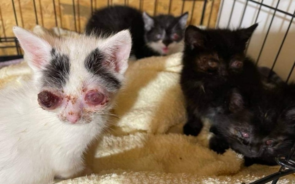 
        Zbiórka Urodziły się, by umierać - zdjęcie główne
    