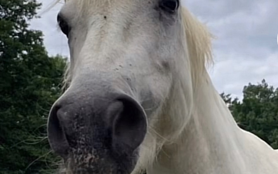
        Zbiórka Na chorego konia pomóż proszę - zdjęcie główne
    