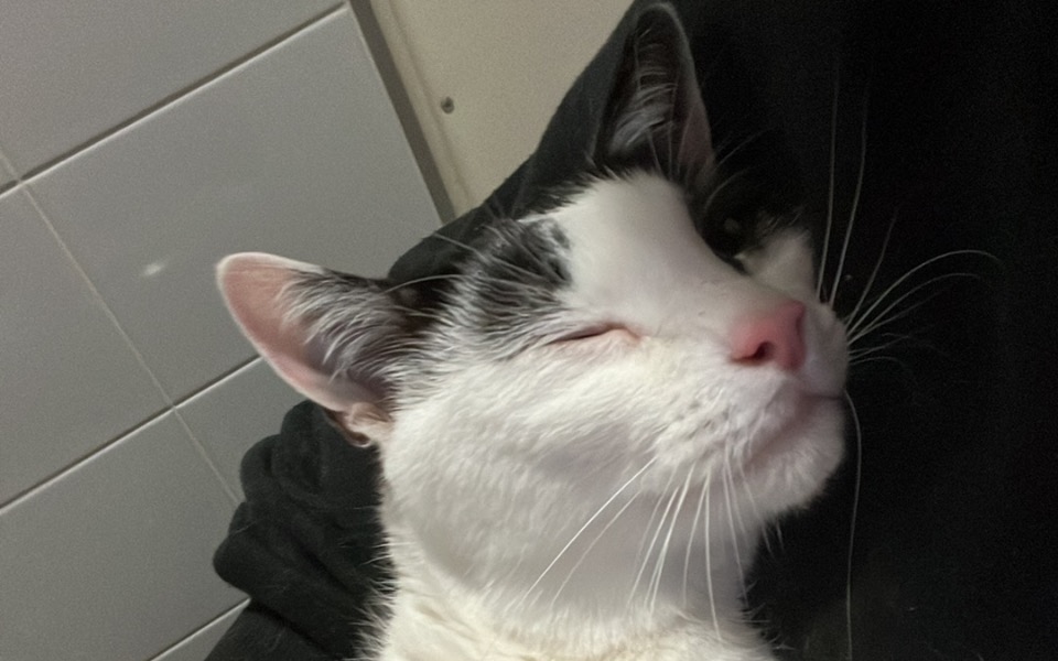 Biały kot z czarnymi łatami, śpi na ramieniu właściciela.