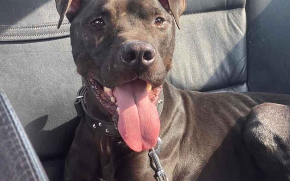 
        Zbiórka Leczenie Czarta - zdjęcie główne
    