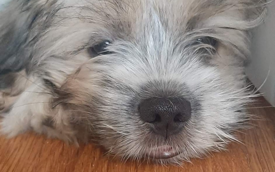 
        Zbiórka Dla Rico na wykonanie badań - zdjęcie główne
    