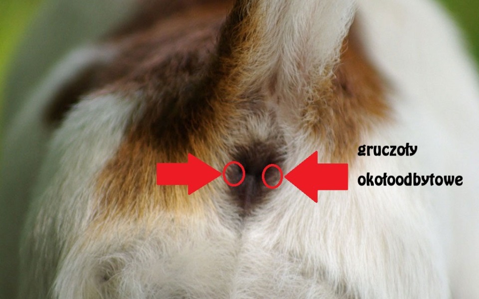 
        Zbiórka Czopy - zdjęcie główne
    