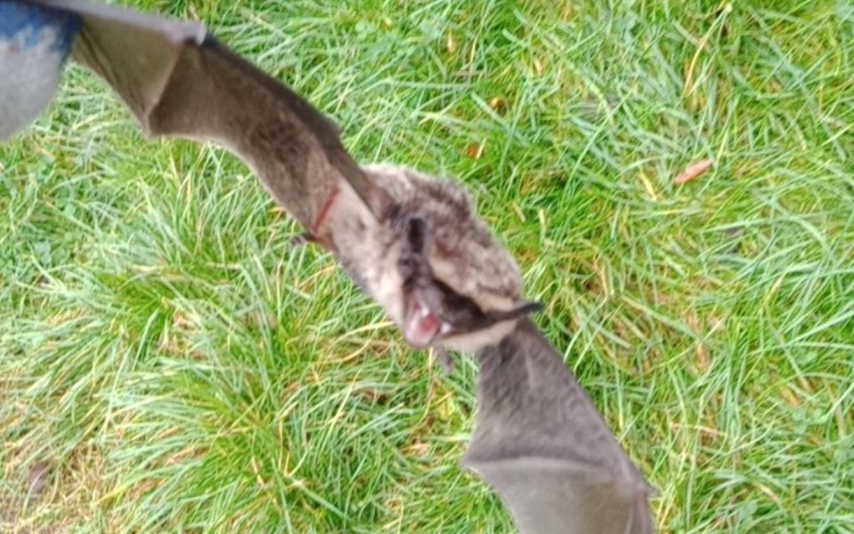 
        Zbiórka Pomoc nietoperz - zdjęcie główne
    