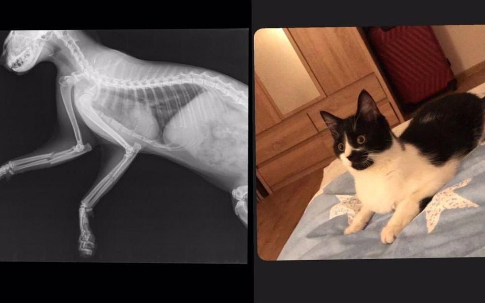 
        Zbiórka Uratujmy kota - zdjęcie główne
    