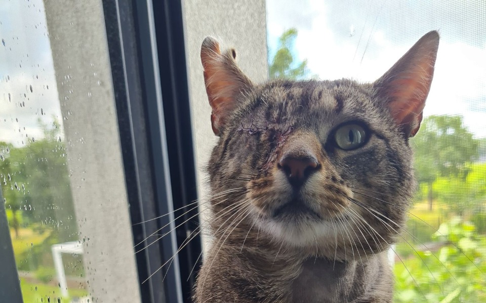 Zbiórka Dość cierpienia kota Gapcio - zdjęcie główne