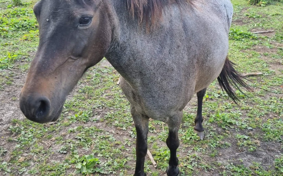 
        Zbiórka Na ratowanie cudnej klaczy - zdjęcie główne
    