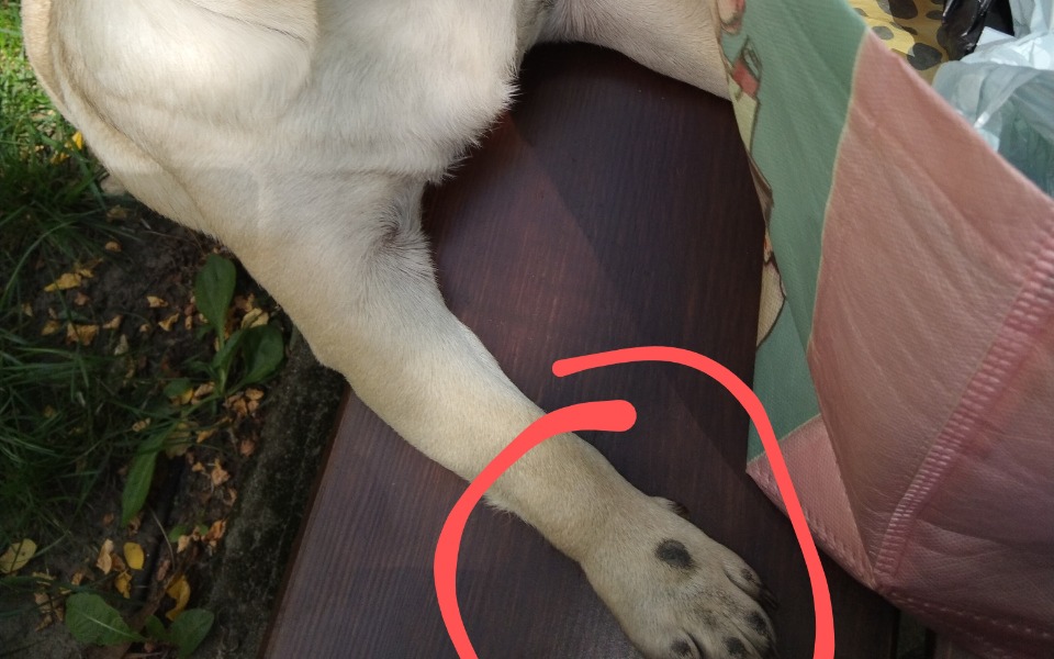 Zbiórka Na diagnostykę Sońki - zdjęcie główne