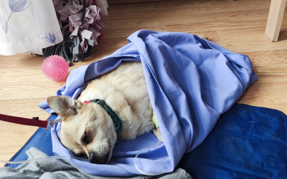 
        Zbiórka Nikoś zbiera na leczenie - zdjęcie główne
    